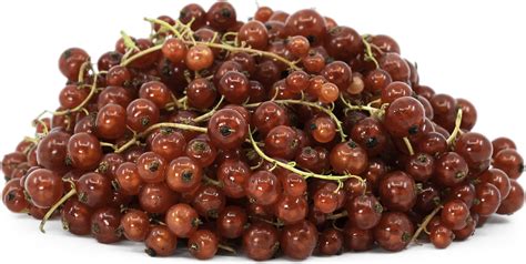 Red Currant Berries Information Recipes And Facts