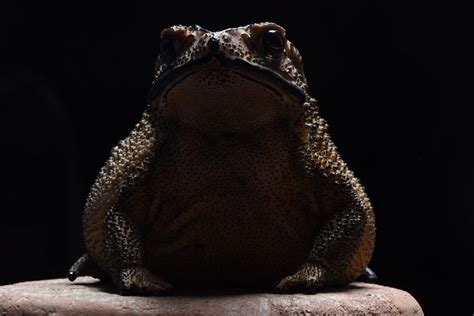 Toxic Toad Invasion Puts Madagascars Predators At Risk Genetic