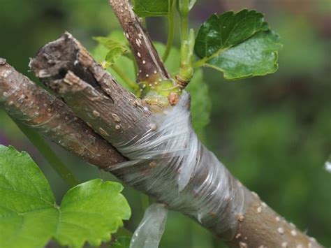 What Is Grafting Grafting Methods Advantages Of Grafting