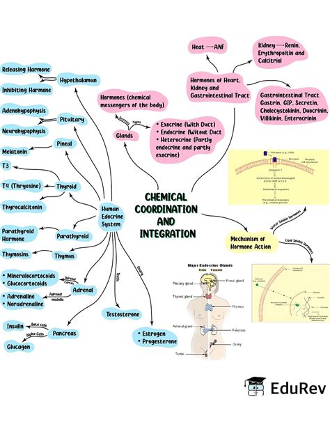 Mind Map Chemical Coordination And Integration Biology Class 11