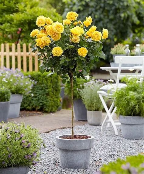 Mind Blowing Pictures Of Roses In Pots Knockout Rose Tree Roses Garden Care Rose Trees