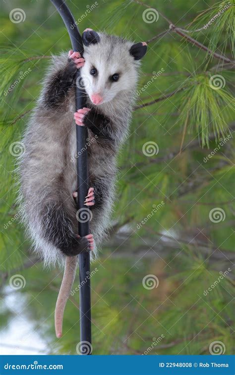 Possum On A Pole Stock Photo Image Of Nose Fingers 22948008