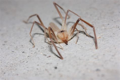 Solifugid Sun Spider Hanging Out By A Campsite Bathroom In The Mojave