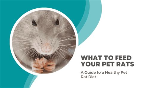 What Do Pet Rats Eat A Guide To A Healthy Diet For Rats Animallama