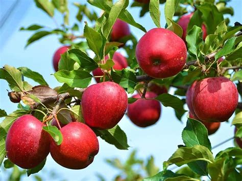Bramely Apple Tree Planting For Sale Arad Branding