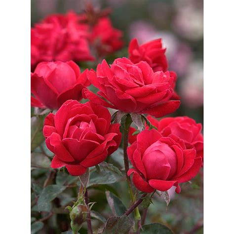 Mea Nursery 2 Gal Patent Double Red Knock Out Rose With Red Flowers