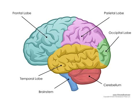 Labeled Picture Of The Human Brain - koibana.info | Brain diagram, Human brain diagram, Brain images