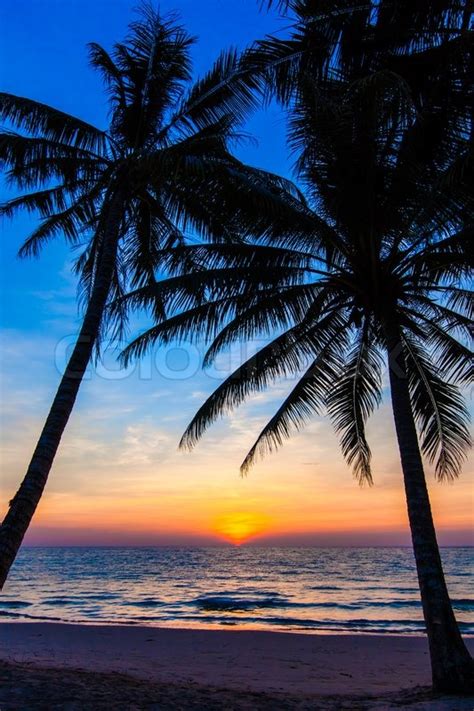 Beautiful Tropical Sunset With Palm Stock Photo