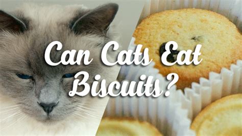 Can Cats Eat Biscuits Pet Consider