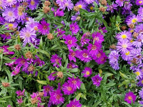 Purple Flowers Background Free Stock Photo Public Domain Pictures