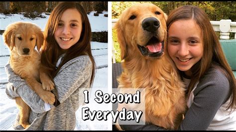 The english golden is such an amazing breed. OUR PUPPY GROWING UP / Golden Retriever Puppy 8 Weeks to a ...