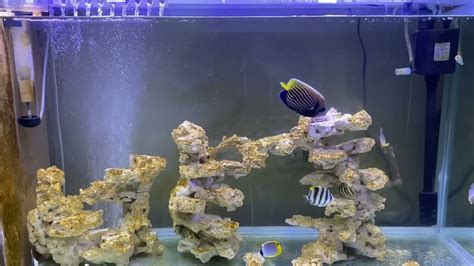 Update New Fish Aquarium Angelfish Seawater Youtube
