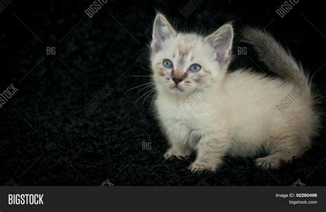 Munchkin Kitten Image And Photo Free Trial Bigstock