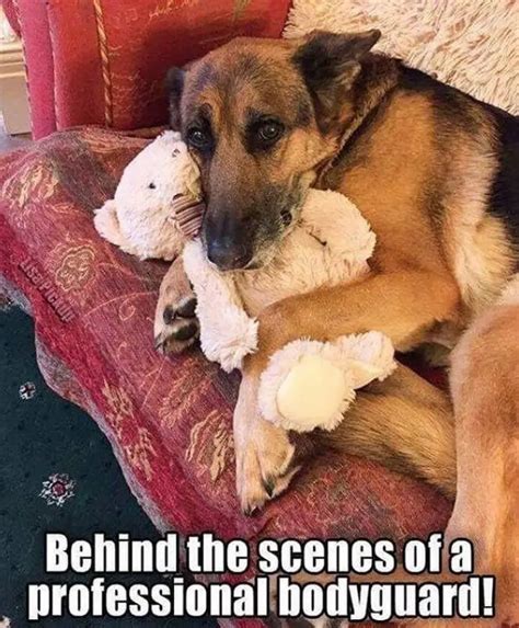 German Shepherd Meme Face 55 Funny Memes Of German Shepherds That Will