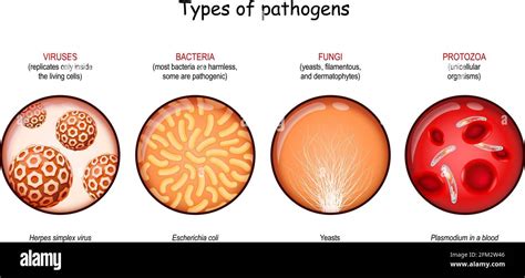 Types Of Pathogens Viruses Bacteria Fungi And Protozoa Vector Illustration Stock Vector