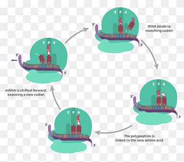 Tecnolog A De Cido Nucleico Transferencia De Arn Traducci N Ribosoma Transcripci N Adn