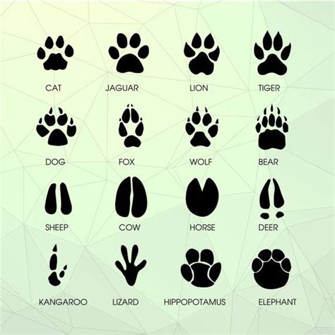 Pin On Animal Footprints
