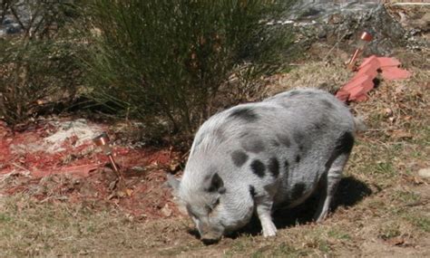 Adopting And Caring For A Domesticated Pot Belly Pig Pethelpful