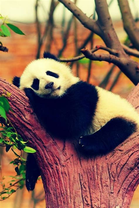 Pin By Carol A C On Amazing Animals Panda Bear Sleeping Animals Panda Facts