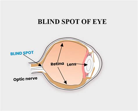 The Point In The Eye From Which Optic Nerves And Blood Vessels Leave