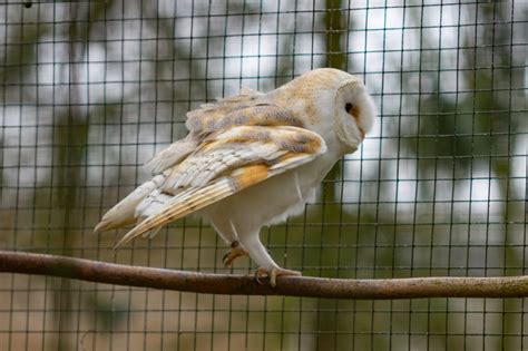 The Barn Owl Tyto Alba Wonderful Things