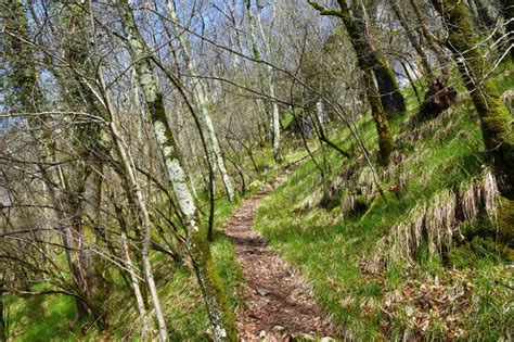 Hiking Trail Leading Through A Spring Temperate Deciduous Broadleaf
