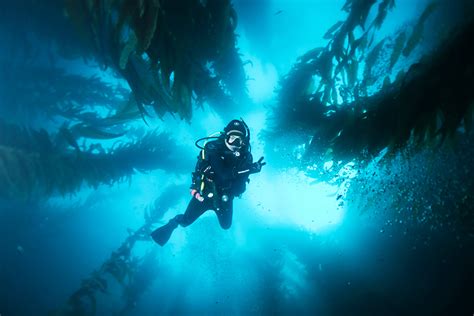 Ocean Safari Scuba Blog Kelp Forest Is Back