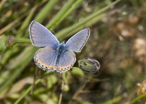 Small Blue Butterfly Flickr Photo Sharing