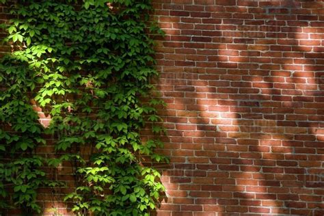 Brick Wall With Vines Stock Photo Dissolve