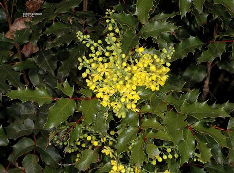 Berberis Aquifolium Holly Leaved Oregon Grape Go Botany