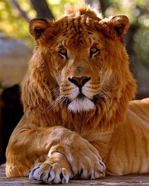 The Liger The Largest Of The Big Cats Hubpages
