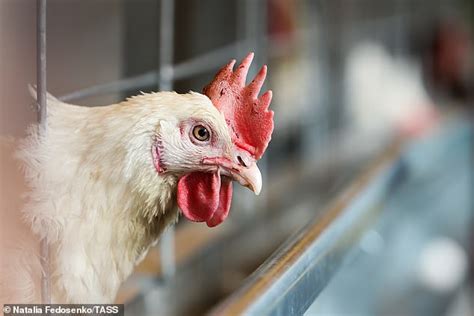 Pervert 37 Is Jailed For Three Years After Having Sex With Chickens