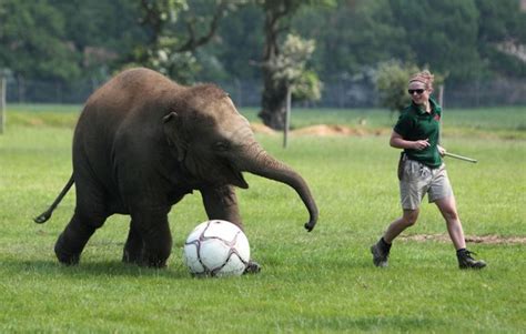 Happy Baby Elephant Playing Soccer Aww