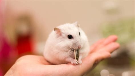 Hình ảnh Chuột Hamster Dễ Thương Cute đẹp Nhất Hình Nền Chuột