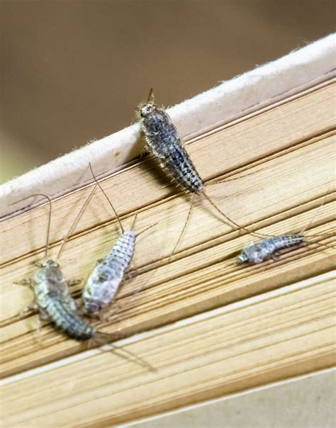 Pest Control For Silverfish Ny Nj And Ct Assured