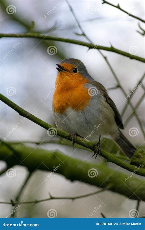 Chirping Bird Stock Photo Image Of Song Ornithology 178160124