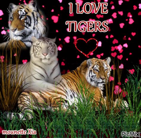 I Love Tigers  Animé Gratuit Picmix