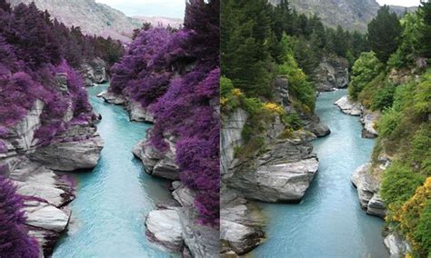 The Left Photo Shows That The Purple Trees Surround The Fairy Pools On