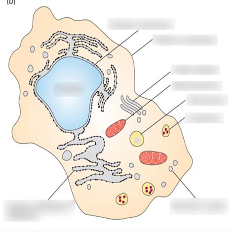 Eukaryotic Animal Cell Diagram Quizlet