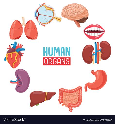 Human Organs Royalty Free Vector Image Vectorstock