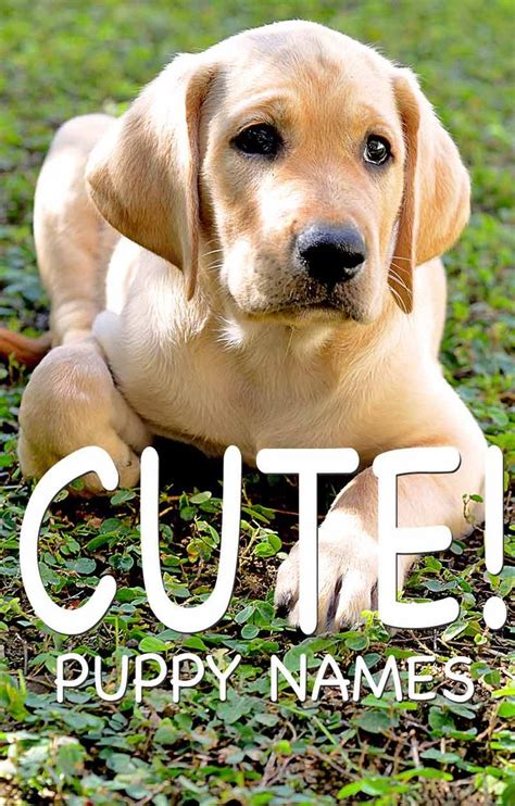 Cute poodle female dog names. Cute Dog Names - Adorable Ideas For Pretty Puppies | Cute names for dogs, Dog names, Cute puppies
