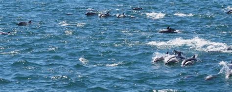 Long Beaked Common Dolphins Delphinus Capensis Monterey B Flickr