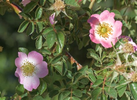 September Sweet Briar Rose Rosa Rubiginosa Santa Fe Botanical Garden