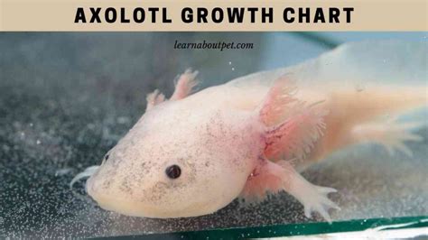 Axolotl Growth Chart How Long Does It Take Axolotls To Grow 2024