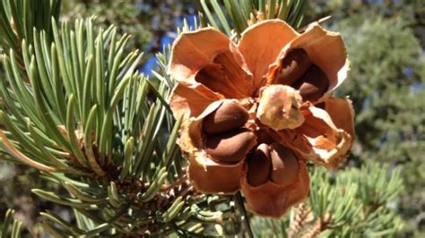 Changing Climate Threatens New Mexicos Pinon Trees