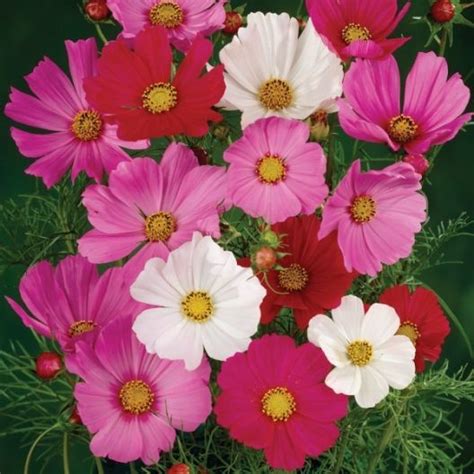 Wild Cosmos Seeds Sensation Mix Flower Seeds In Packets And Bulk