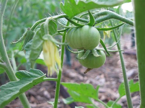 Kentucky Fried Garden Tomato Plants Are Setting Fruit And