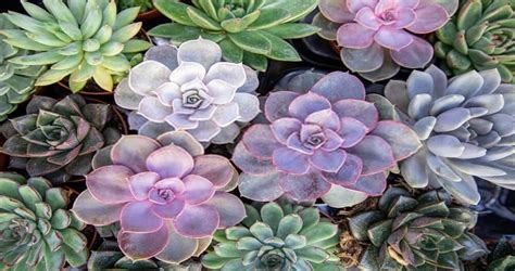 Why Are Succulent Leaves Turning Purple You Should Know Reasons
