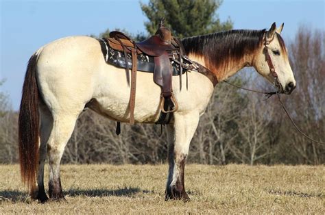 Gorgeous Buttermilk Buckskin Quarter Horse Gelding Ranch Horse And