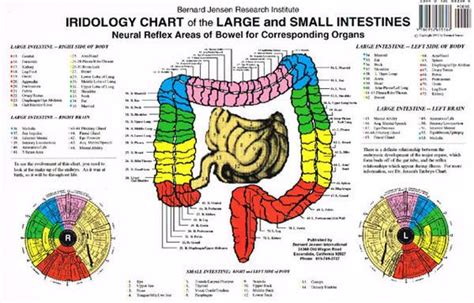 Details About IRIDOLOGY CHART OF THE LARGE SMALL INTESTINES 17 X11